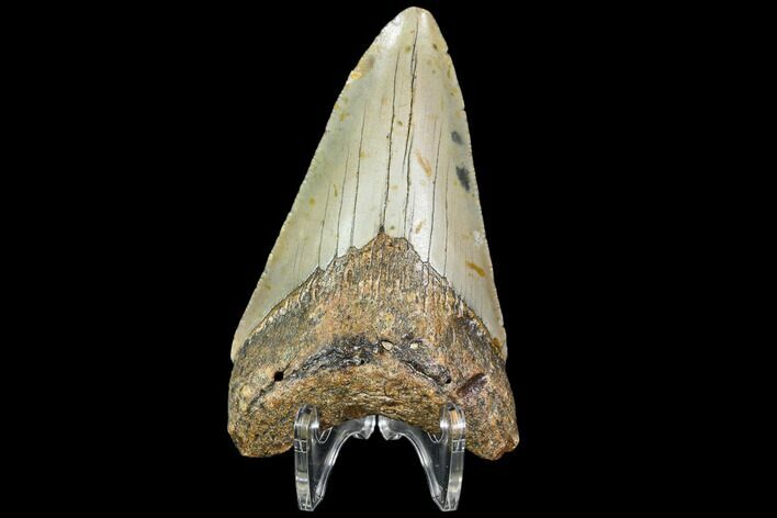 Fossil Megalodon Tooth - North Carolina #108899